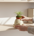 StorySprout Indoor Plant Holder