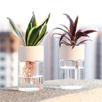 ClearBloom Hydroponic Planter